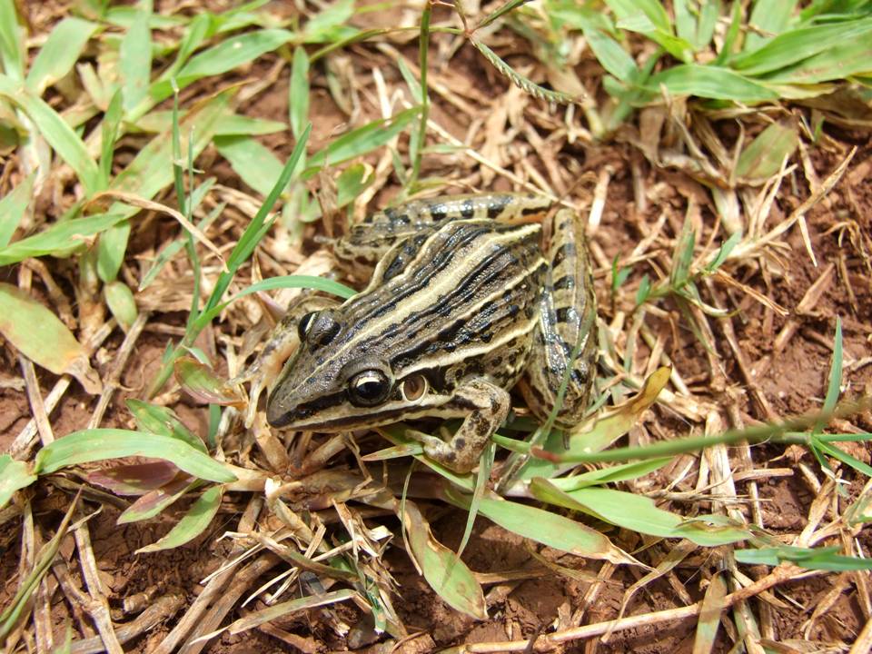FIGURE 1 FIGURE 1